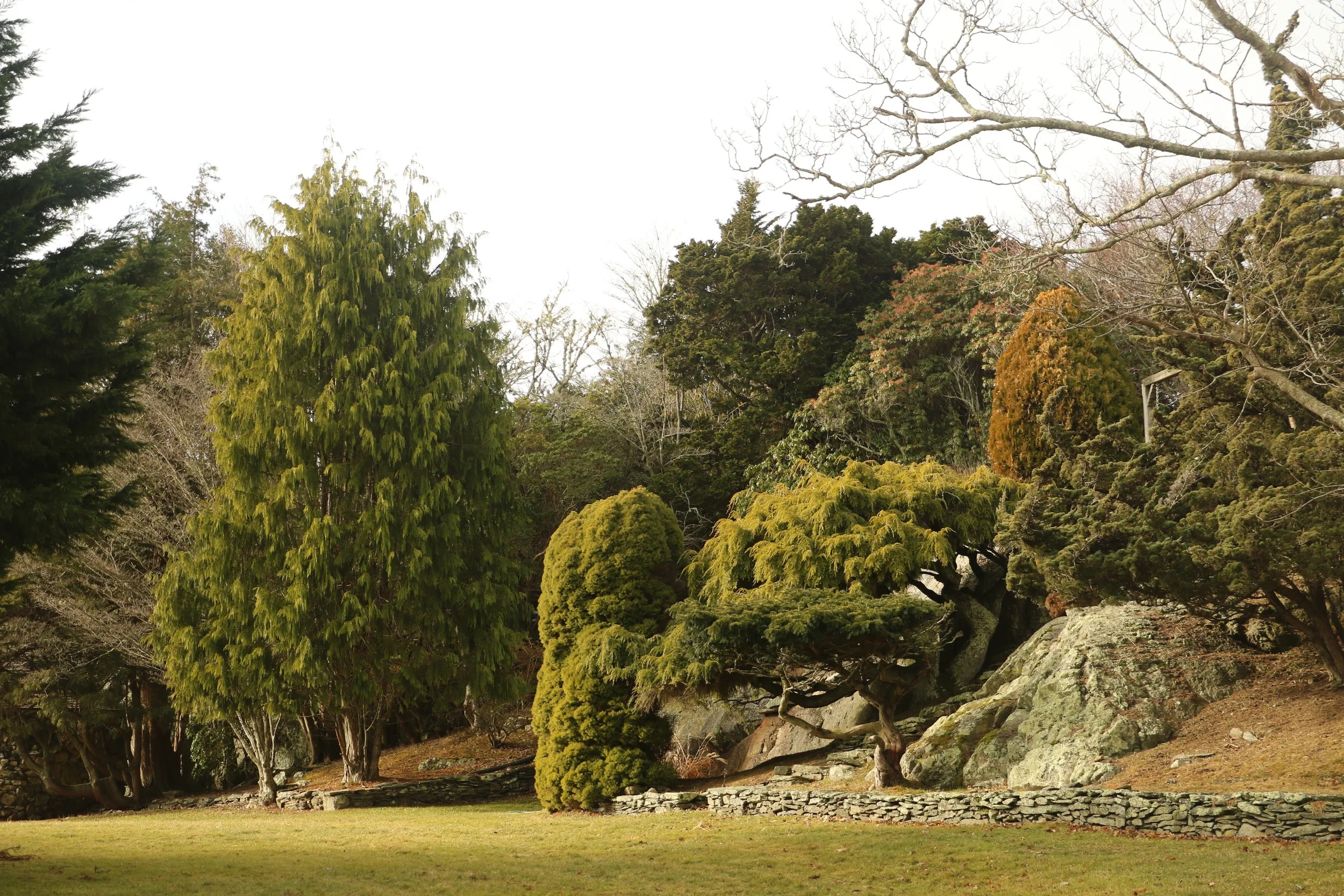 Chromoplasticity: Why Some Evergreens aren't so Green in Winter